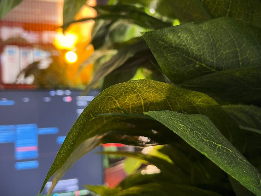 Planta verde en primer plano con fondo de oficina desenfocado